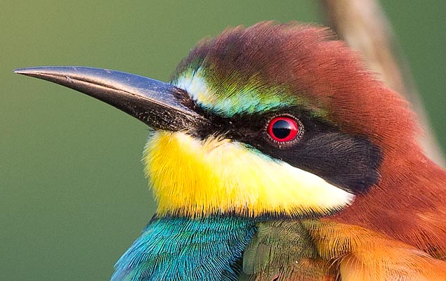 European Bee-eater head